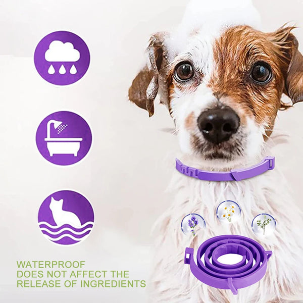 CalmPaws Pheromone Dog Collar